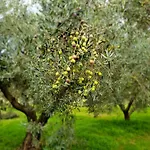 Majori