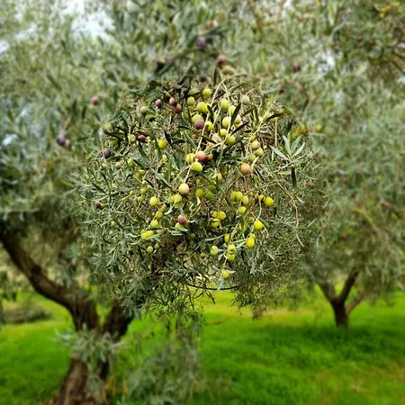 Majori