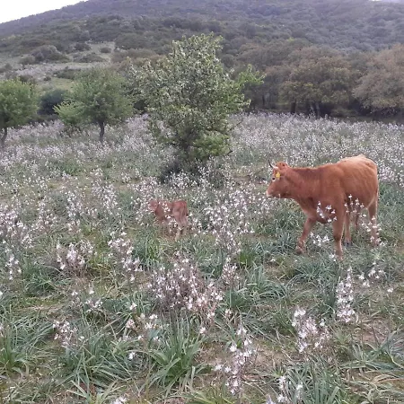 Alojamento de Turismo Rural Majori Fluminimaggiore
